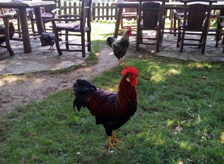 Farm Stay Cardaklije Kulen Vakuf Kültér fotó